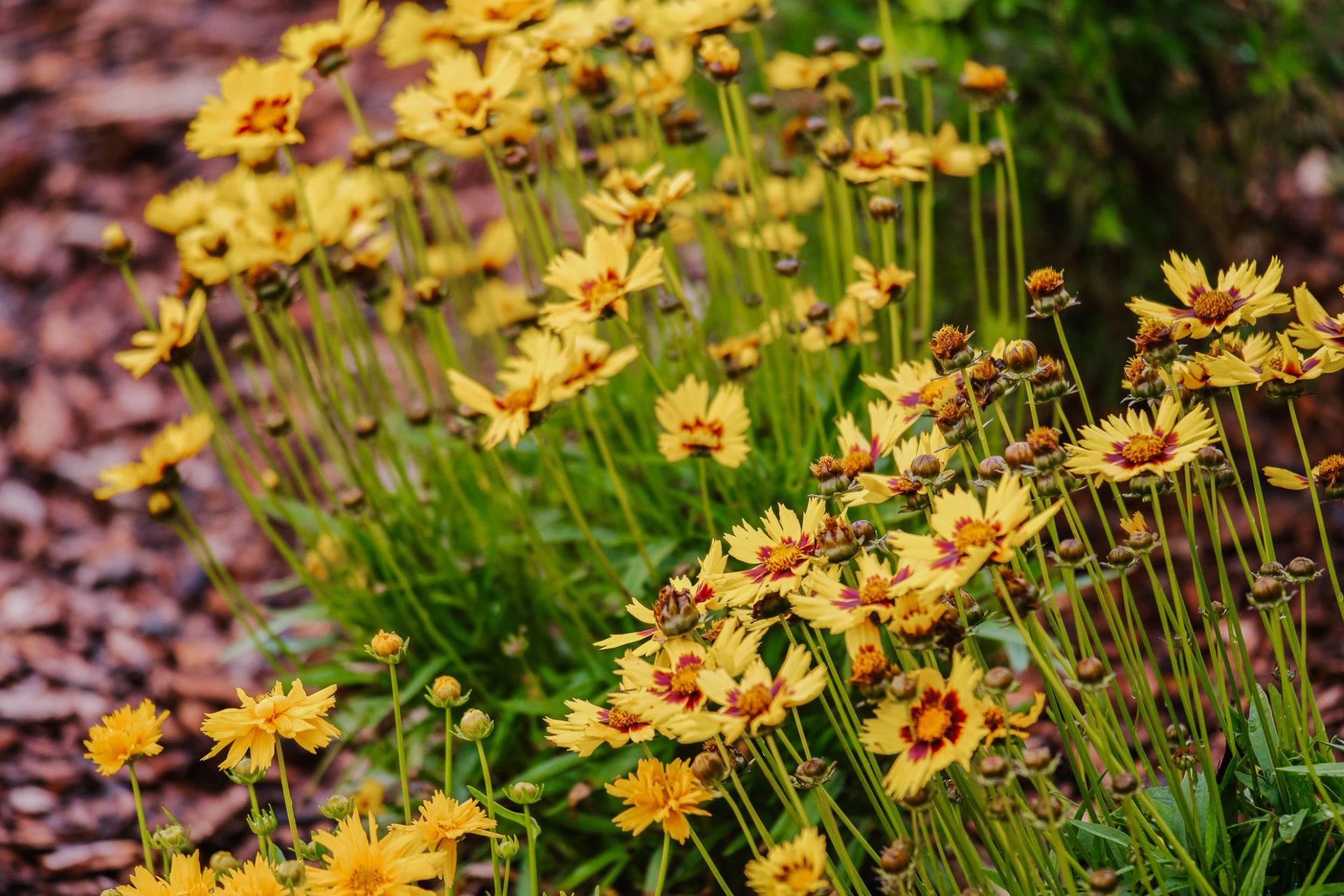 Клубный жилой дом ЛЮБОМИР 6