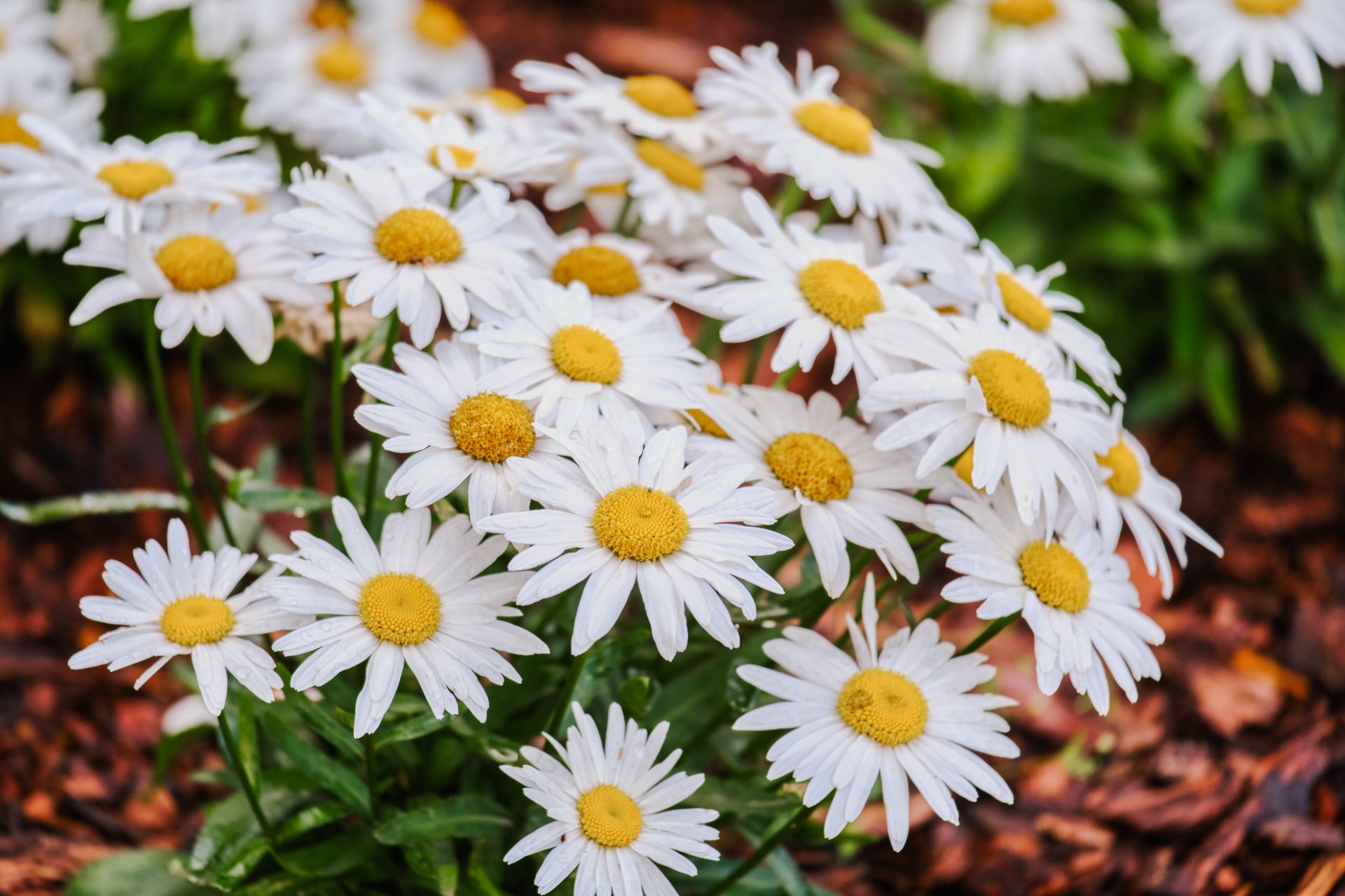 Клубный жилой дом ЛЮБОМИР 7